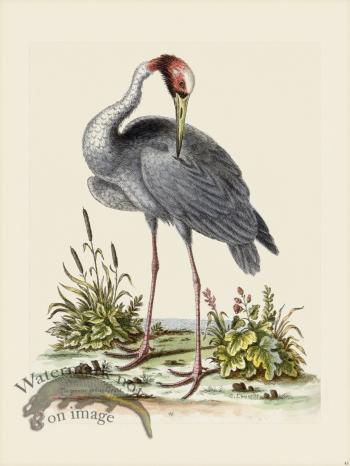 Edwards 045 Greater Indian Crane